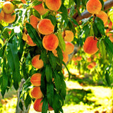 Live Peach Fruit Tree Plant, 12-16 Inches Tall, Sweet, Cold Hardy Garden