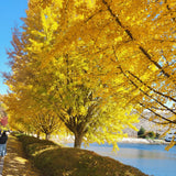Live Ginkgo Tree, 6-12 Inch Hardy Plant For Ornamental Garden Landscapes