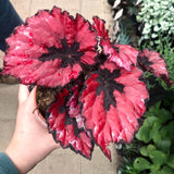 Colorful Red Begonia Live Plant, 4-6 Inch Starter For Indoor Home Decor