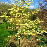 Live Yellow Bird Magnolia Tree, 12-18 Inches Tall In One Gallon Container