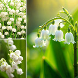 5 Lily Of The Valley Rhizomes, White Perennial Flowers For Garden Planting
