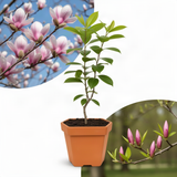 Saucer Magnolia Live Tree, 6-12 Inch Flowering Plant, Cold Hardy Shrub