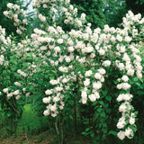 Live Mock Orange Shrub In Pot, Fragrant White Flowers For Outdoor Gardens