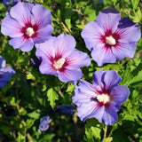 Live Purple Rose Of Sharon Shrub, 6-14 Inch Potted Landscape Flower Bush