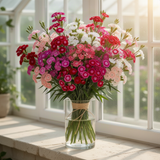 10 Live Red Dianthus Plants, Outdoor Flower Plants For Outside Planting