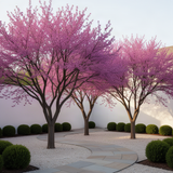 2 Live Redbud Trees, 6-12 Inch Dormant Bare Root Flowering Landscape Plants