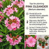 2 Pink Oleander Live Plants, 4-7 Inches Tall, Growing Into Bushy Shrubs