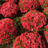 2 Red Chrysanthemum Live Plants, Fall-Blooming Mums For Full Sun Gardens