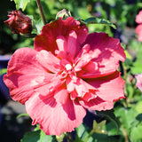 Live Red Rose Of Sharon Shrub, 6-14 Inch Potted Flowering Althea Plant