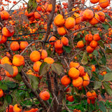 Live Persimmon Fruit Tree In Quart Pot, 6-12 Inches, For Backyard Orchard