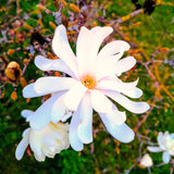 Live Star Magnolia Tree, 6-14 Inch Flowering Plant For Spring Garden Spaces