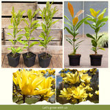 Live Yellow Bird Magnolia Flowering Tree, 6-14 Inches Tall, Potted Plant