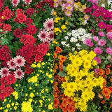 3 Live Chrysanthemum Starter Plants, 3-6 Inch Mixed Fall Mums For Planting