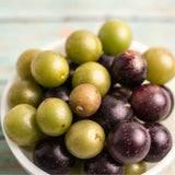Live Muscadine Grape Vine, 4-7 Inch Plant For Backyard Orchard Growing