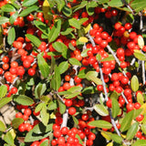 Live Yaupon Holly Shrub Plant For Planting, Well-Rooted, 4-6 Inches Tall