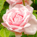 Pink Live Rose Plant, Reblooming Fragrant Flower Bush, 5 To 9 Inches Tall