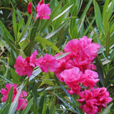 3 Live Pink Oleander Plants, 5-7 Inch Flowering Shrubs For Garden Beds