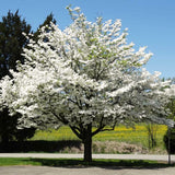 Outdoor Live White Dogwood Tree, 1 Ft Tall, Ornamental Plant, 4 Inch Pot