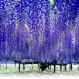 Live Blue Wisteria Plant, 2.5-Inch Pot, 6-12 Inches Tall Climbing Vine