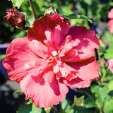 Live Red Rose Of Sharon Tree, 6-13 Inch Althea Hibiscus Syriacus Shrub