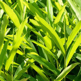 3 Live Ginger Flower Plants, Galangal, 4-7 Inches Tall, Ready To Plant