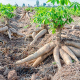 5 Cassava Yuca Cuttings, 5-7 Inch Stems For Outdoor Vegetable Garden Beds