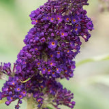 Dark Purple Buddleia Starter Shrub, 4 To 6 Inch Live Outdoor Garden Plant