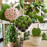 2 Live Hoya Kerrii Plants, 5-7 Inch Green Heart-Shaped Indoor Succulents