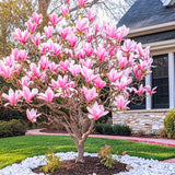Potted Live Jane Magnolia Tree, 6-14 Inch Tall, Early Spring Flower Blooms