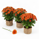 3 Orange Mum Live Plants, 5-7 Inch Starters For Spring Garden Border Flower