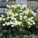 2 Live Lime Hydrangea Shrubs, Bare Root Outdoor Plants, 6-12 Inches Tall