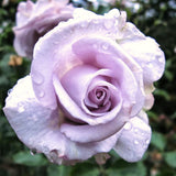 Live Purple Rose Bush, 5-10 Inch Heirloom Starter Plant For Garden Planting