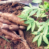 5 Cassava Yuca Cuttings, 5-7 Inch Stems For Outdoor Vegetable Garden Beds