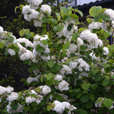 2 Potted Japanese Snowball Viburnum, White Flowering Shrubs, 8-10 Inch