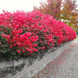 5 Live Bare Root Dwarf Burning Bush Plants, 6-12 Inch Tall Outdoor Shrubs
