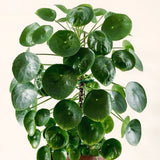 3 Pilea Peperomioides Live Houseplants, Money Plant, 3-5 Inches Height