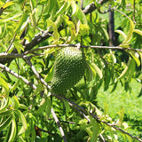 Live Guanabana Soursop Tree, 6-10 Inch Potted Tropical Fruit Tree Plant