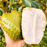 Live Guanabana Fruit Tree, 5-8 Inch Soursop Seedling For Garden Planting