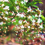 3 Wallichii Smithianum Live Bleeding Heart Vine Plants, 5-10 Inches Tall