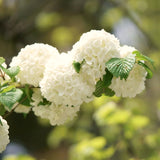 Live Japanese Snowball Viburnum Shrub, 8-10 Inch Hardy Garden Plant In Pot