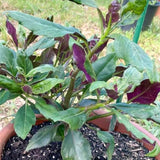2 Live Okinawa Spinach Plants, 4-8 Inch Vegetable Plants For Garden Spaces