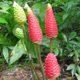 8 Awapuhi Shampoo Ginger Rhizomes, Indoor And Outdoor Planting Roots Set