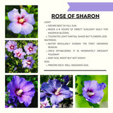 Live Purple Rose Of Sharon Flowering Shrub, 6-13 Inch Potted Hibiscus Plant