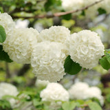 Live Japanese Snowball Viburnum, White Flowering Shrub, 7-10 Inches Tall