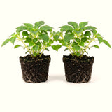 2 Live Double Impatiens Starter Plants, Assorted Colors, 3-5 Inches Tall