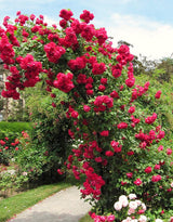 Live Don Juan Rose Plant, Well-Rooted Climber For Trellises And Arches