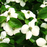2 Kousa Dogwood Live Plants, White Flowers, 12-24 Inch Tall, Quart Pots