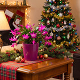 2 Holiday Houseplants, Live Purple Christmas Cactus Plants, 4-8 Inches Tall