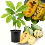 Asimina Triloba Pawpaw Live Fruit Tree, 6-12 Inch, Quart Pot, Cold Hardy