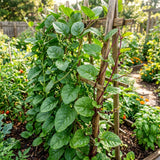 Live Malabar Spinach Vine, 4-8 Inches Tall, Starter Plant In 4-Inch Pot